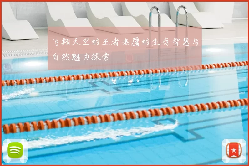 飞翔天空的王者老鹰的生存智慧与自然魅力探索