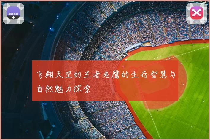 飞翔天空的王者老鹰的生存智慧与自然魅力探索